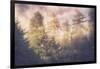 Sun Break Trees and Fog California Coast-Vincent James-Framed Photographic Print