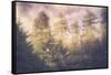 Sun Break Trees and Fog California Coast-Vincent James-Framed Stretched Canvas