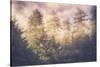 Sun Break Trees and Fog California Coast-Vincent James-Stretched Canvas