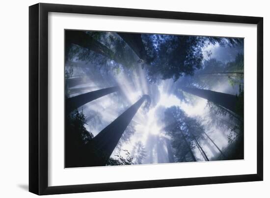 Sun Breaking Through Redwood Canopy-Darrell Gulin-Framed Premium Photographic Print