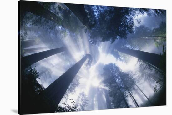 Sun Breaking Through Redwood Canopy-Darrell Gulin-Stretched Canvas