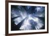 Sun Breaking Through Redwood Canopy-Darrell Gulin-Framed Photographic Print