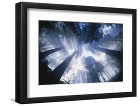 Sun Breaking Through Redwood Canopy-Darrell Gulin-Framed Photographic Print