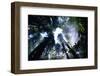 Sun Breaking Through Redwood Canopy-Darrell Gulin-Framed Photographic Print