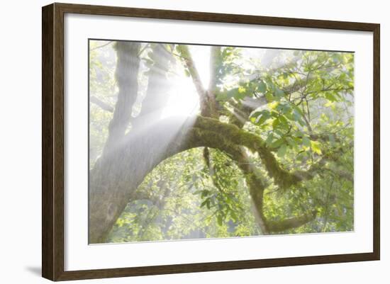 Sun breaking through trees, Scenic Beach SP, Seabeck, Washington, USA-Don Paulson-Framed Photographic Print