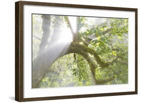 Sun breaking through trees, Scenic Beach SP, Seabeck, Washington, USA-Don Paulson-Framed Photographic Print