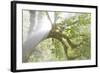 Sun breaking through trees, Scenic Beach SP, Seabeck, Washington, USA-Don Paulson-Framed Photographic Print