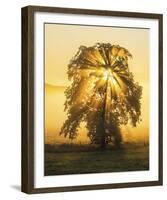 Sun Burst-Mikael Svensson-Framed Giclee Print