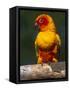 Sun Conure-Lynn M. Stone-Framed Stretched Canvas