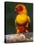 Sun Conure-Lynn M. Stone-Stretched Canvas