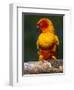 Sun Conure-Lynn M. Stone-Framed Premium Photographic Print