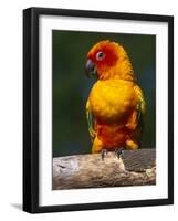 Sun Conure-Lynn M. Stone-Framed Photographic Print