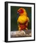 Sun Conure-Lynn M. Stone-Framed Photographic Print