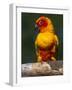 Sun Conure-Lynn M. Stone-Framed Photographic Print