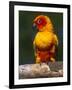 Sun Conure-Lynn M. Stone-Framed Photographic Print