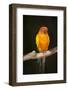 Sun Conure-Lynn M^ Stone-Framed Photographic Print