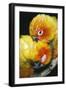 Sun Conures Two Preening-null-Framed Photographic Print