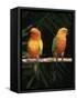 Sun Conures-Lynn M. Stone-Framed Stretched Canvas