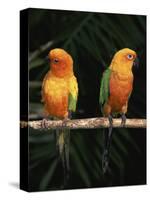 Sun Conures-Lynn M. Stone-Stretched Canvas