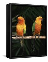 Sun Conures-Lynn M. Stone-Framed Stretched Canvas