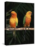 Sun Conures-Lynn M. Stone-Stretched Canvas