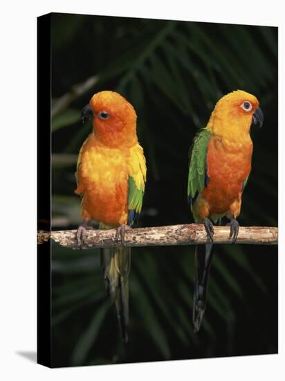 Sun Conures-Lynn M. Stone-Stretched Canvas