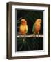 Sun Conures-Lynn M. Stone-Framed Premium Photographic Print