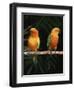 Sun Conures-Lynn M. Stone-Framed Premium Photographic Print