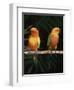 Sun Conures-Lynn M. Stone-Framed Premium Photographic Print