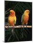 Sun Conures-Lynn M. Stone-Mounted Premium Photographic Print