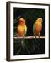 Sun Conures-Lynn M. Stone-Framed Photographic Print