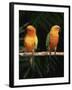 Sun Conures-Lynn M. Stone-Framed Photographic Print