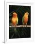 Sun Conures-Lynn M. Stone-Framed Photographic Print