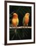 Sun Conures-Lynn M. Stone-Framed Photographic Print