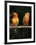 Sun Conures-Lynn M. Stone-Framed Photographic Print