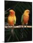 Sun Conures-Lynn M. Stone-Mounted Photographic Print