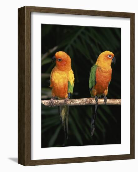 Sun Conures-Lynn M. Stone-Framed Photographic Print