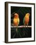 Sun Conures-Lynn M. Stone-Framed Photographic Print