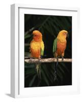 Sun Conures-Lynn M. Stone-Framed Photographic Print