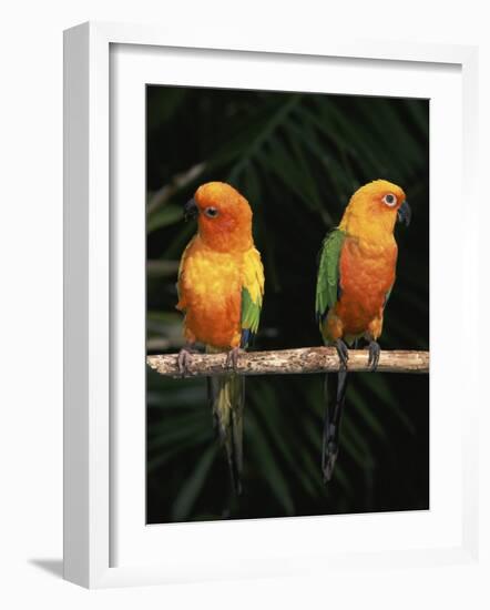 Sun Conures-Lynn M. Stone-Framed Photographic Print