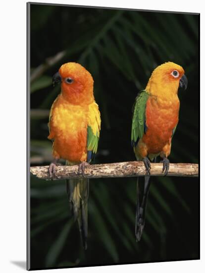 Sun Conures-Lynn M. Stone-Mounted Photographic Print