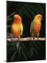 Sun Conures-Lynn M. Stone-Mounted Photographic Print