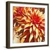 Sun Dahlia-Sarah Caswell-Framed Giclee Print