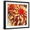 Sun Dahlia-Sarah Caswell-Framed Giclee Print