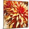 Sun Dahlia-Sarah Caswell-Mounted Giclee Print