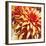 Sun Dahlia-Sarah Caswell-Framed Giclee Print