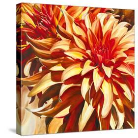 Sun Dahlia-Sarah Caswell-Stretched Canvas