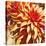 Sun Dahlia-Sarah Caswell-Stretched Canvas