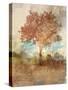 Sun Dappled Tree-Ken Roko-Stretched Canvas