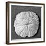 Sun Dollar I-Jairo Rodriguez-Framed Premium Photographic Print